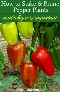 Well peppers