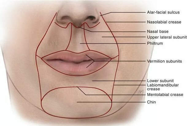 Части губ рта. Строение губ человека. Верхняя губа строение анатомия. Строение верхней губы человека.