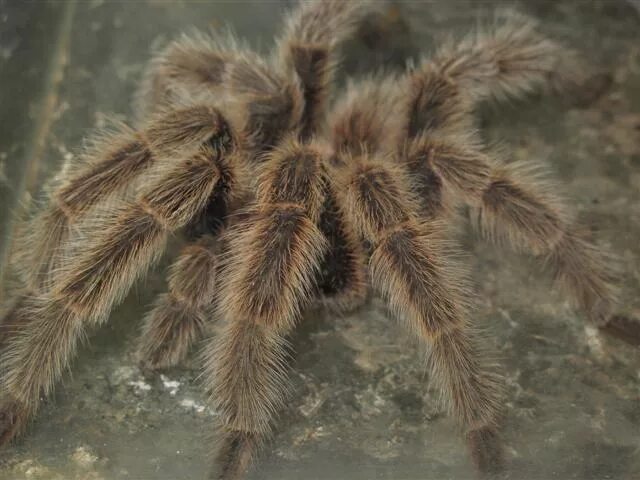 Image*After : images : spider big brown hairy