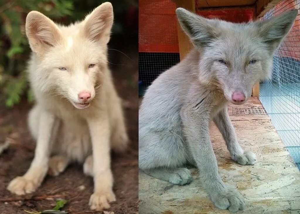 Fox цвет. Лиса Мико. Лиса Мико розовое шампанское. Мико лиса цвета розовое шампанское. Лиса альбинос.