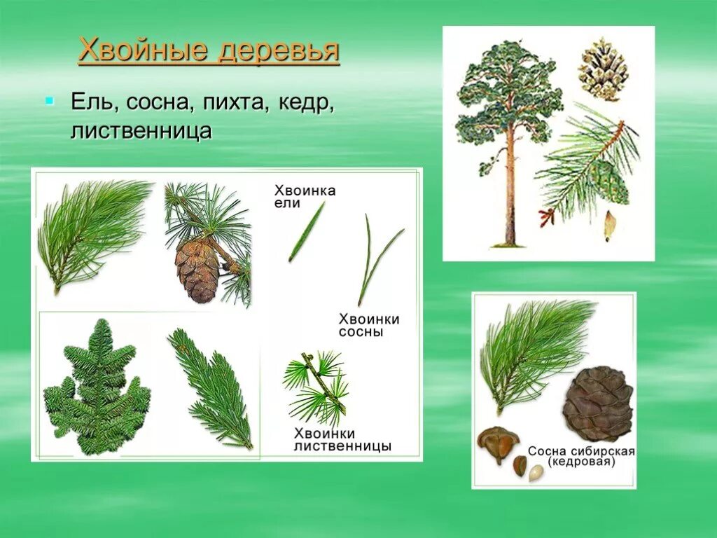 Конспект хвойные. Хвоинки ель сосна Кедровая сосна пихта лиственница. Сосна Кедровая, пихта, лиственница хвоинки. Хвоинки деревьев лиственница кедр. Ель пихта сосна кедр лиственница.