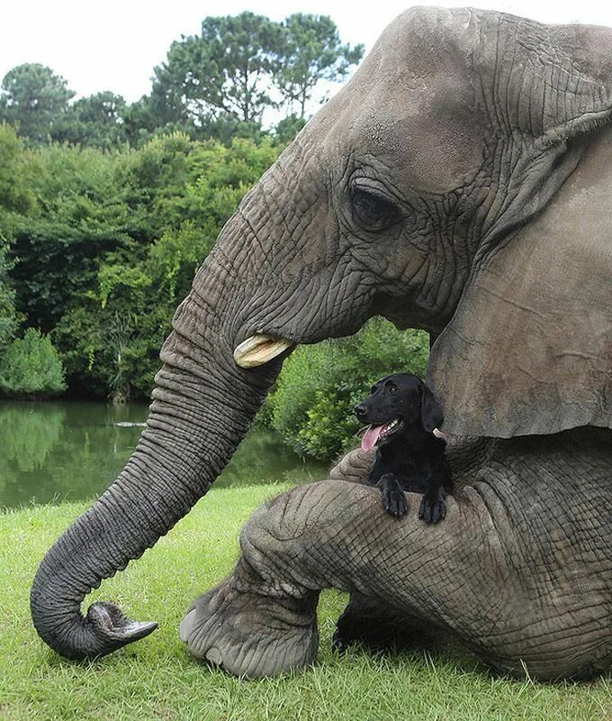 Слон и слониха. Удивительный слон. Слон фото. Слоны фото. Elephant friends