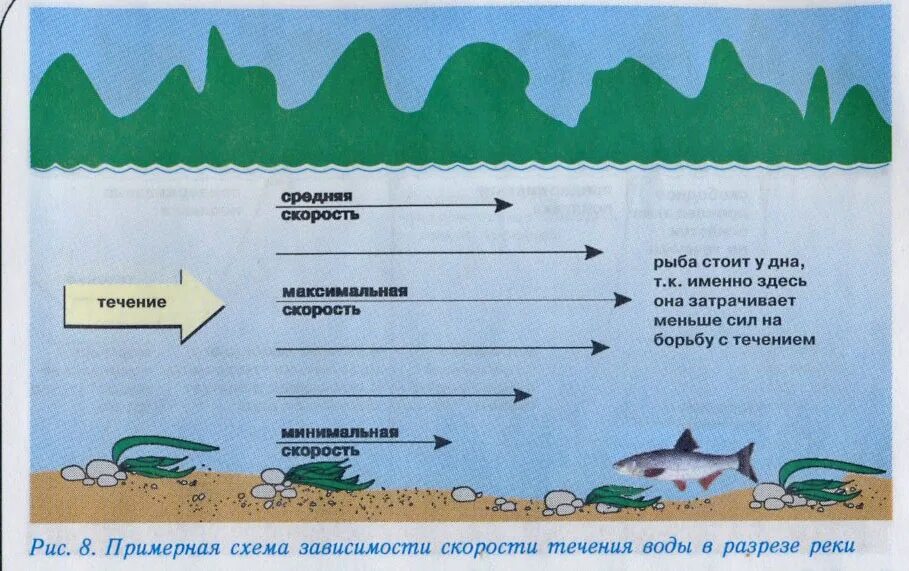 Течение на дне реки. Скорость течения воды. Измерение скорости течения. Скорость течения реки на поверхности и на дне. Прочитайте рыбе вода