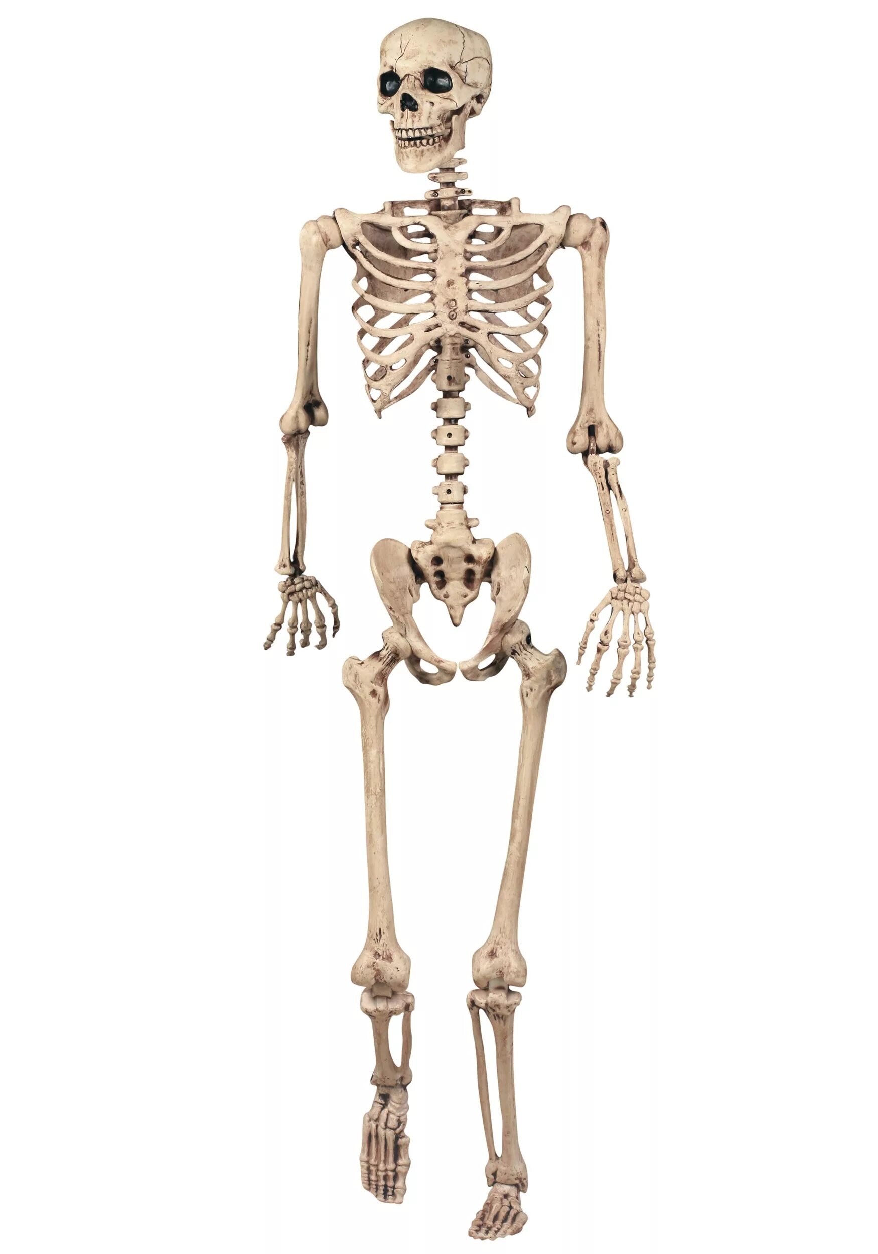 Скелет человека. Фотографии скелета человека. Скелет на белом фоне. Скелет человека на белом фоне.