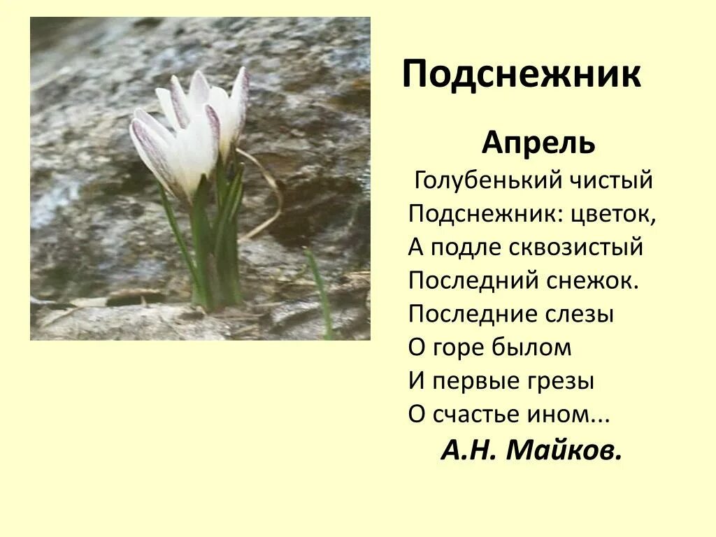 А подле сквозистый последний снежок. Майков голубенький чистый Подснежник. Голубенький чистый Подснежник-цветок а Майкова. Майков Подснежник стихотворение.