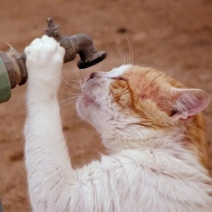 Кошка хочет пить. Налейте животным воды. Налейте воды животным в жару. Налейте воды бездомным животным в жару. Напои животных в жару.