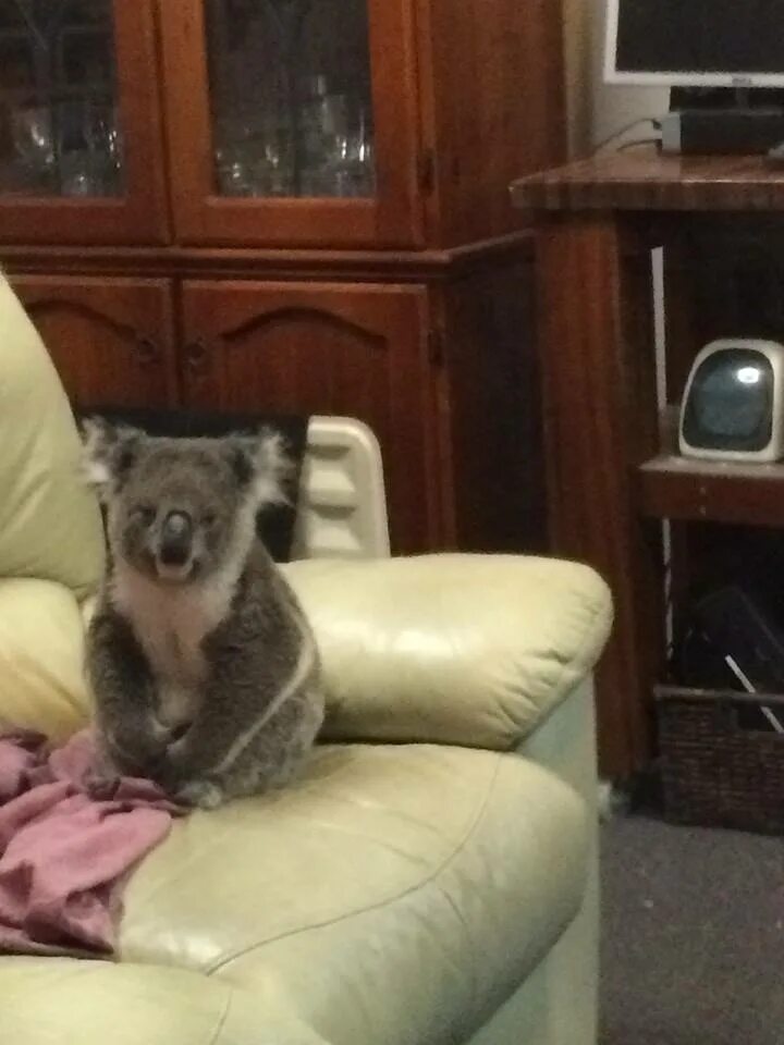 В Австралии коала забралась в дом. Коала домашняя. Коала в доме. Коала залезла в дом.