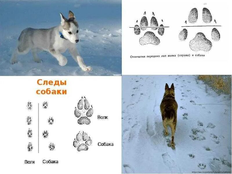 Отличие следов волка от собачьих следов. След волка и собаки. Волчий след и собачий сравнение. Отличие следа волка от собаки.
