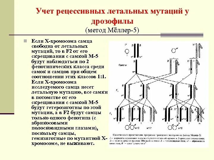 Таблица сравнения нормальных и мутантных форм дрозофил. Методы учета летальных мутаций CLB И Миллер-5. Методы учета мутаций у дрозофилы (Меллер-5).. Методы учета летальных мутаций. Метод Меллер 5.