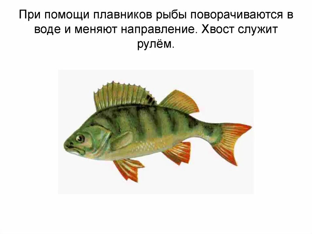 Зачем рыбам плавники. Плавники рыб. части рыбы для детей. рыба части тела для детей. части тела и плавники рыбы.