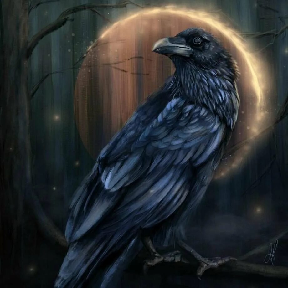 Ворона арт. Королевский ворон коракс. Ворона. Ворон окрас. Ворона меланист.