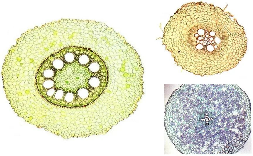 Какой микропрепарат изображен на рисунке. Первичное строение корня двудольного растения. Первичное Анатомическое строение корня ириса. Первичное строение корня двудольного. Срез корня первичного строения.