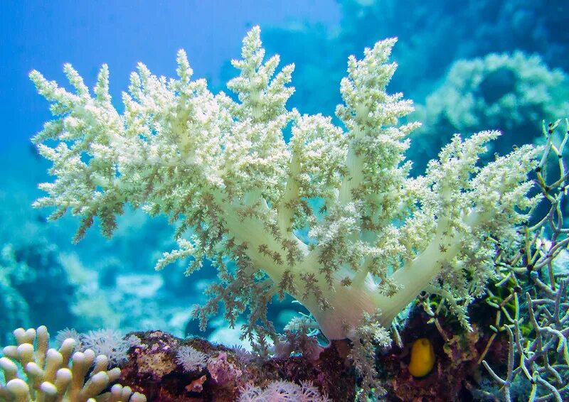 Coral h. Синулярия коралл. Коралл шестилучевые кораллы. Саркофитон коралл. Капнелла коралл в морском аквариуме.