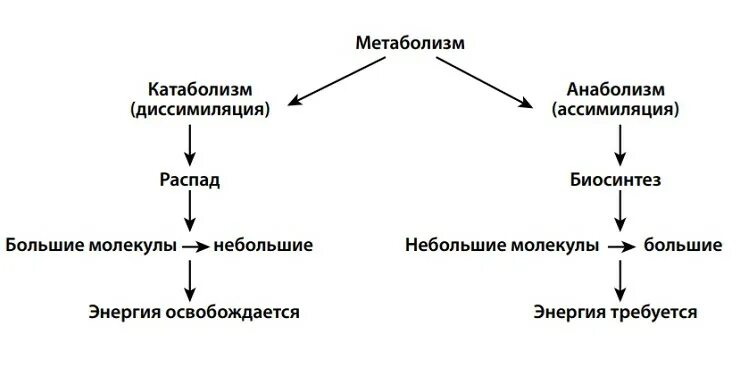 Энергетический этап диссимиляции. Метаболизм катаболизм и анаболизм. Диссимиляция катаболизм. Анаболизм и катаболизм таблица. Катаболизм примеры процессов.