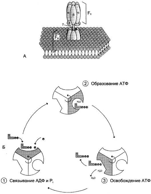 Строение атф синтазы. F1 АТФ синтаза состоит. АТФ синтаза строение механизм. Механизм функционирования АТФ синтазы.