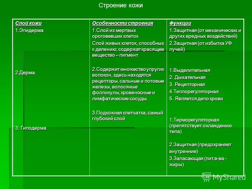 Слой кожи строение функции. Слой кожи строение функции