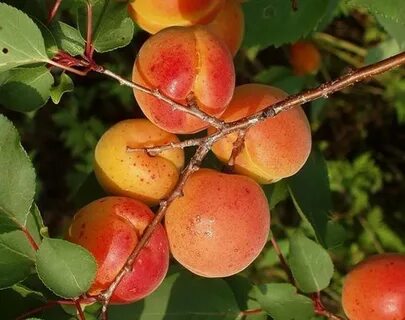 Абрикосы черенками