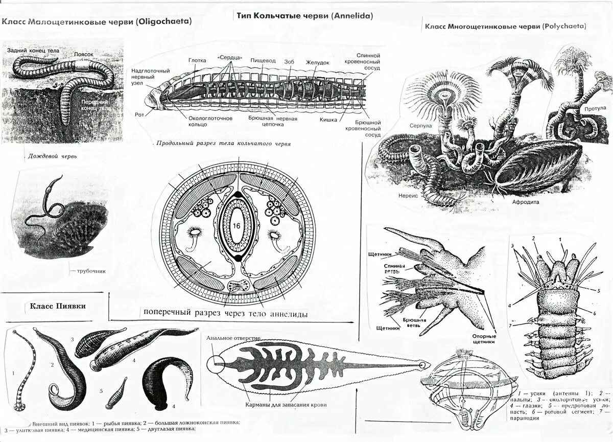 Усложнение организации кольчатых червей. Внутреннее строение кольчатого червя. Кольчатые черви строение. Кольчатые черви строение 7 класс. Строение кольчатых червей.