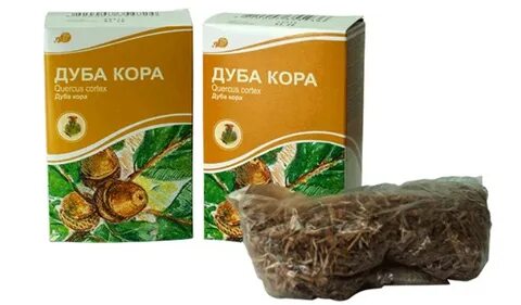 Дуб аптека