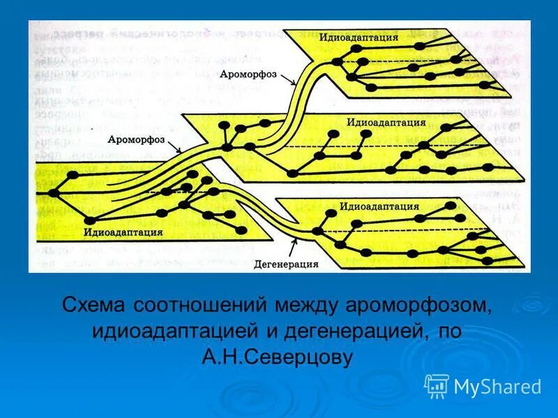 Направления эволюции человека