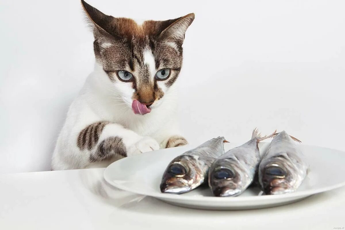 Кошка ест рыбу. Котик с едой. Кот с рыбой. Котенок и рыба.