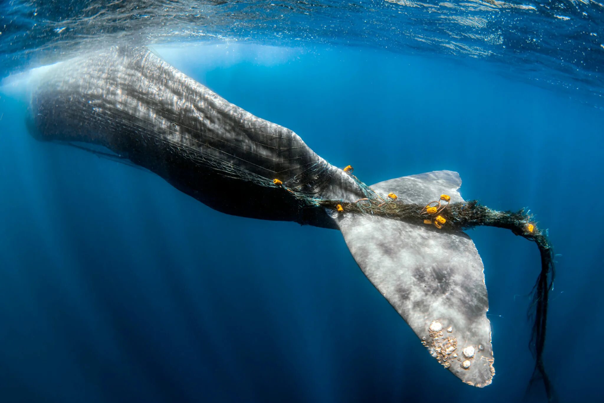 кашалот как на диване отдыхает в океане