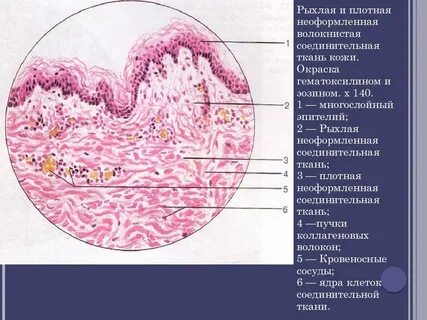 Ткани пальца