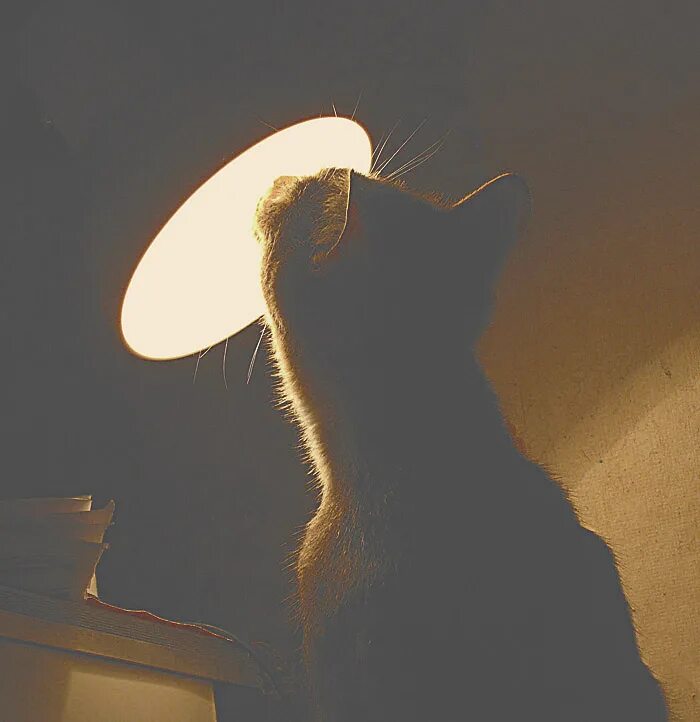 Света кот. Котик в свете. кот освещение. котики с освещением. котики под светом.