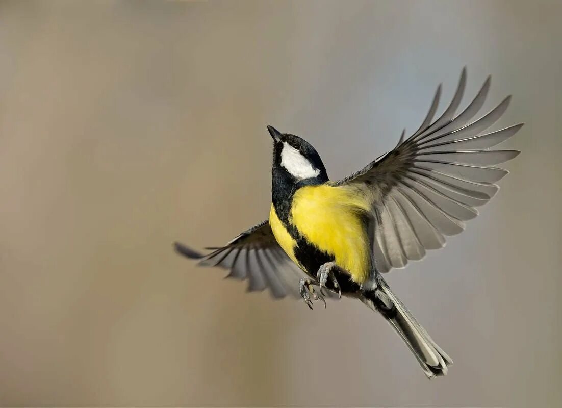 Синичка в полёте. Лазоревка в полёте. Синичка в полете картинка. Синичка в полете картинка. Птичка в полете.