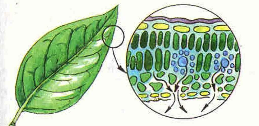Устье растений. Транспирация листьев устьица. Транспирация с поверхности листа. Транспирация - испарение воды с поверхности листа. Устьица листа транспирация.