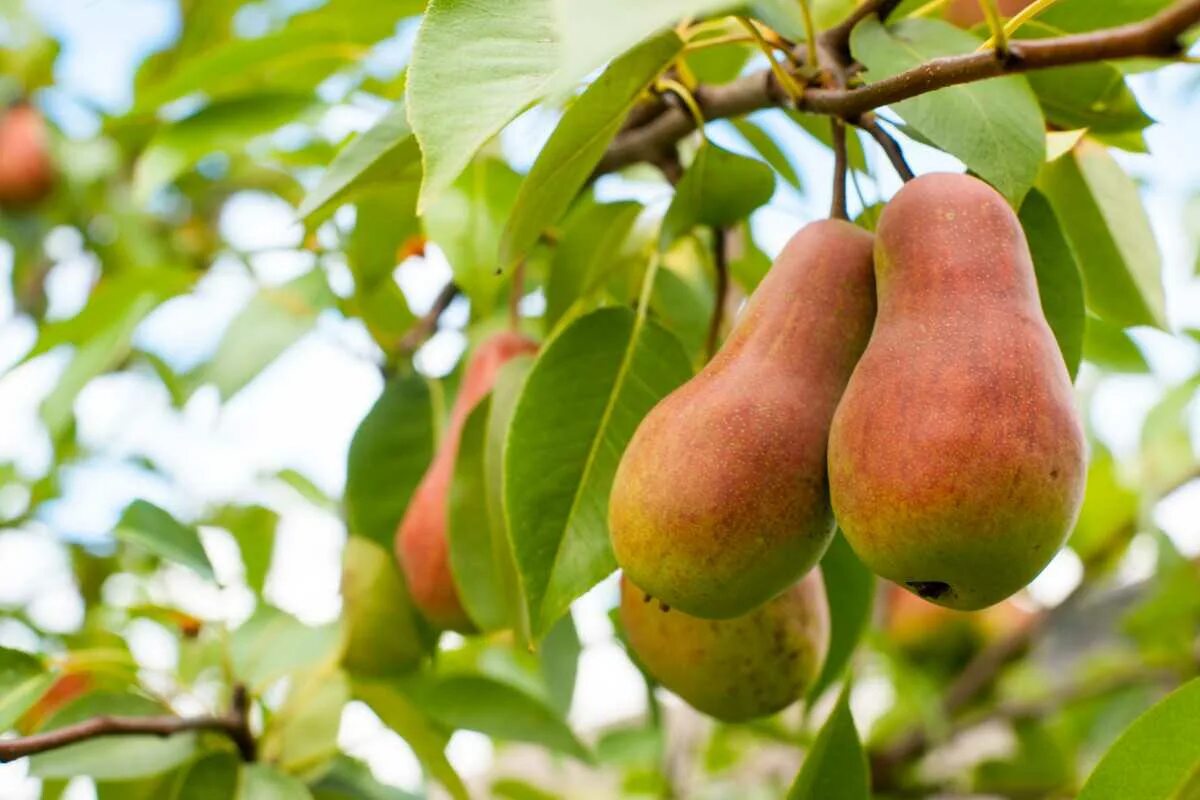 Груша сорт Муратовская. Груша Чижовская. Груша "Чижовская" Pyrus communis.