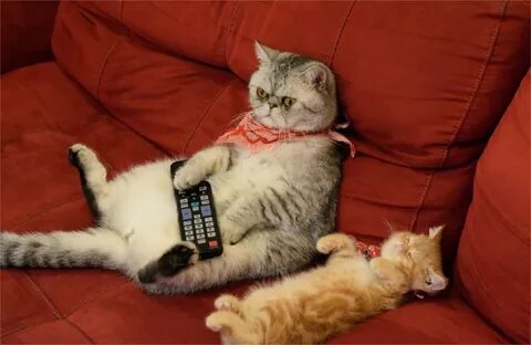 Смешные картинки про котиков