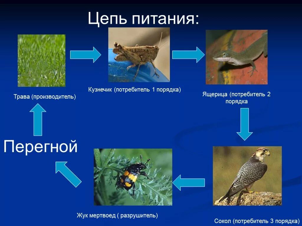 Второе звено в цепи питания составляют. Цепи питания. Цепочка питания. Пищевая цепочка питания. Цепь питания с кузнечиком.