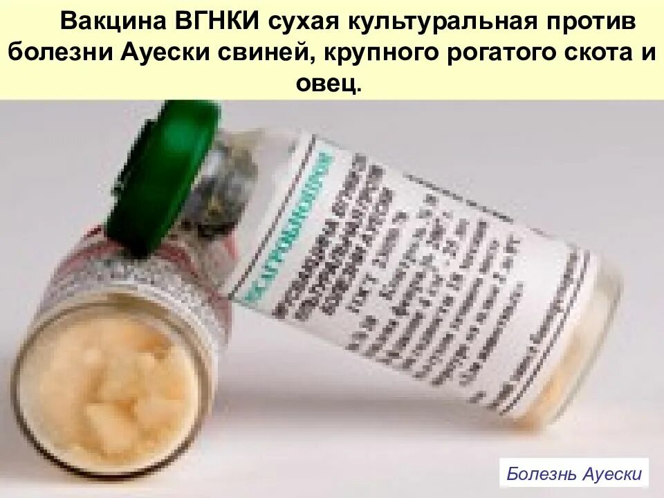 Классическая вакцина. Болезнь Ауески вакцина. Вакцина против Ауески ВГНКИ. Вирусвакцина ВГНКИ. Вирусвакцина "ВГНКИ" сухая культуральная против болезни Ауески.