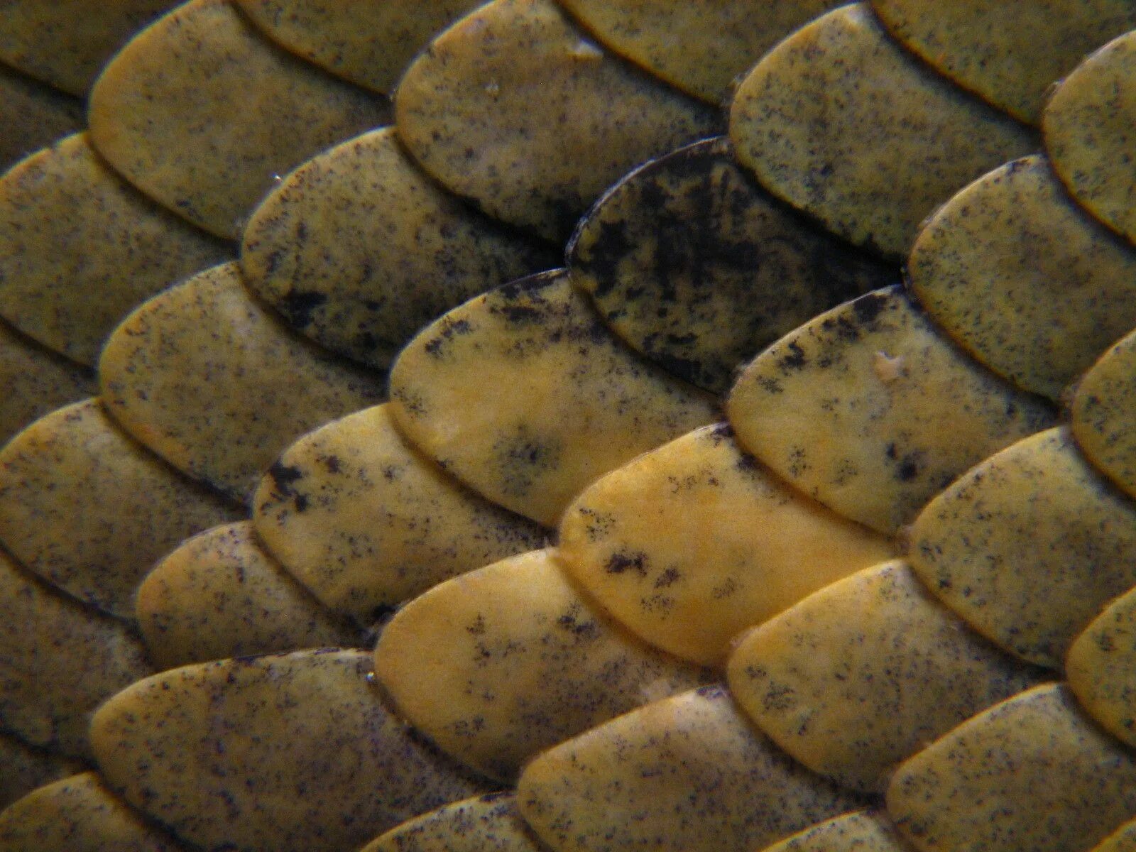 Змея чешуя. Где чешую. Чешуя змеи. Чешуя серебро. Клад удельной чешуи.