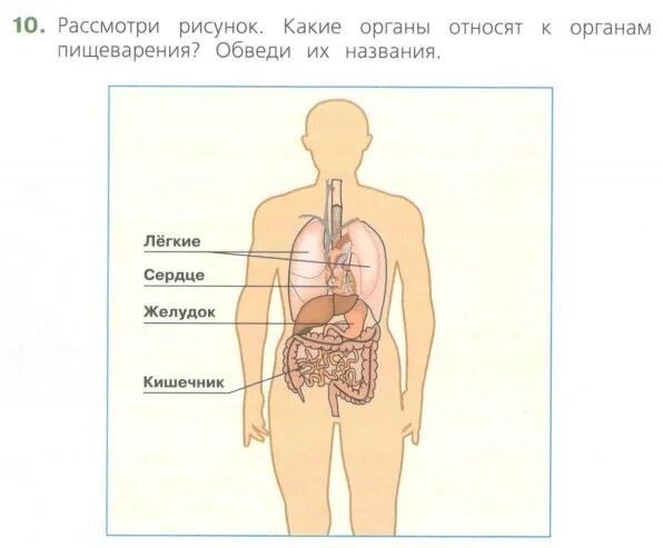 Изображение тела человека ВПР. Внутренние органы человека ВПР. Желудок и сердце расположение.