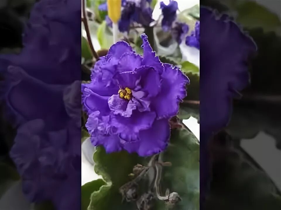 Cajun's Delicate Touch Клуб любителей фиалок