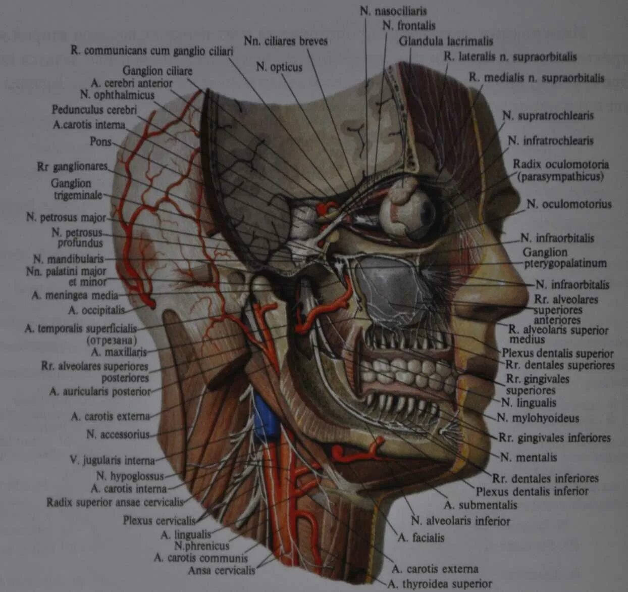 Ткани лба. Анатомия челюстно-лицевой области. Иннервация ЧЛО анатомия. Топографическая анатомия челюстно-лицевой области. Анатомия сосудов челюстно-лицевой области.