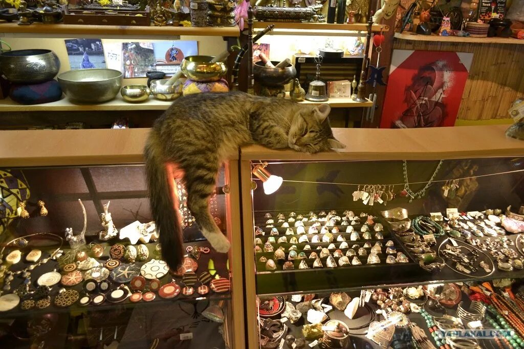 Магазин кошечек. Кот в витрине. Коты в магазине. Витрина с котиками. Кошачий магазин.