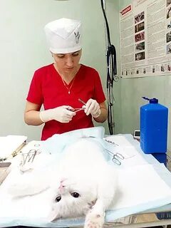 Снежный барс ветеринарная