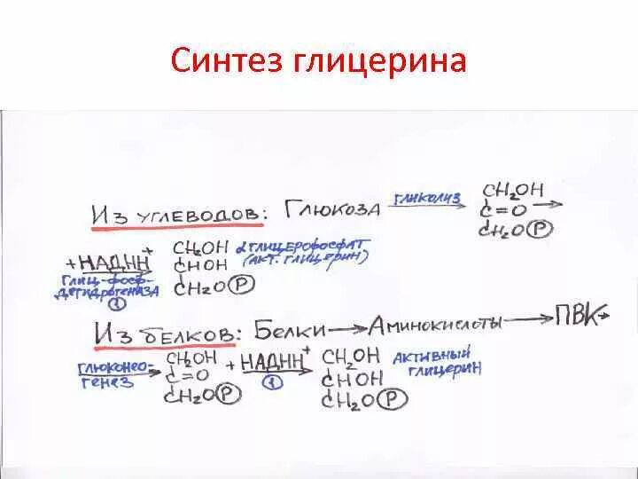 Схема синтеза глицерина биохимия. Синтез глицерина реакции биохимия. Синтез Глюкозы из глицерина биохимия. Образование глицерина биохимия. Реакция образования глицерина