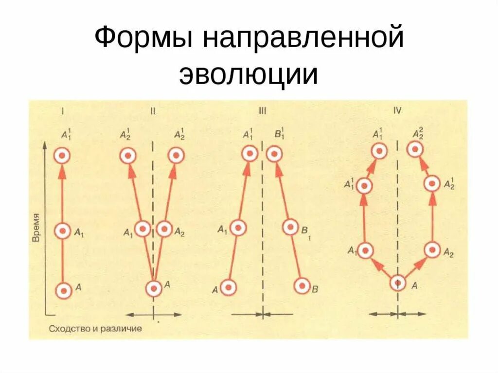 Дивергентные 2. Формы эволюции групп Филетическая дивергентная. Схема форм эволюции. Схема дивергенции форм. Конвергенция дивергенция параллелизм схема.