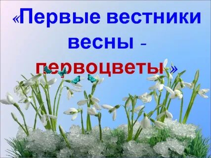 Почему не стоит собирать букеты первоцветов