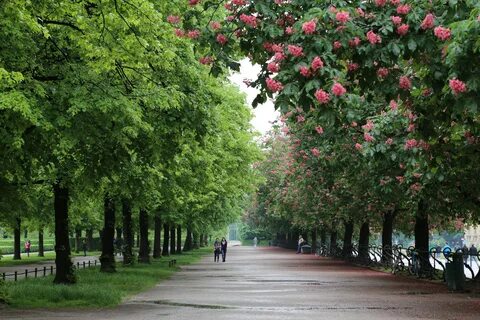 Красивые аллеи в городе