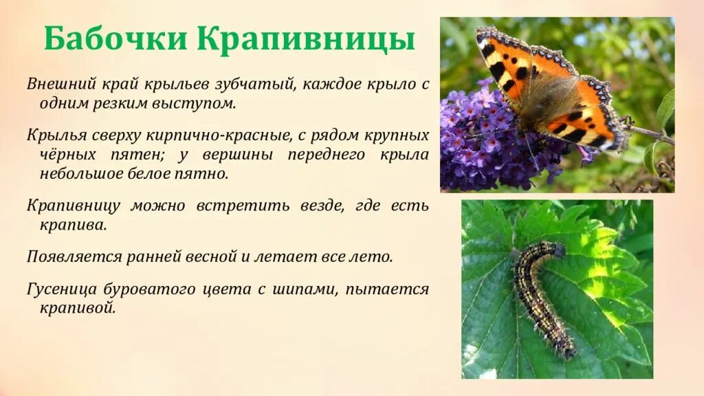 Бабочка крапивница описание для 2 класса окружающий мир. Бабочка крапивница описание. Строение бабочки крапивницы. Информация о бабочке крапивнице.