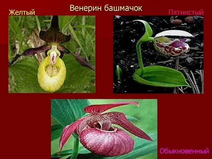 Растения красной книги красноярского края