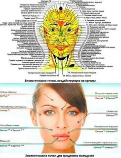 Лицо где какой орган