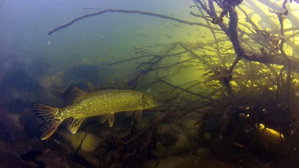 подводная охота на щуку. щука подводная. малек щуки. щука подводная. щука обыкновенная.