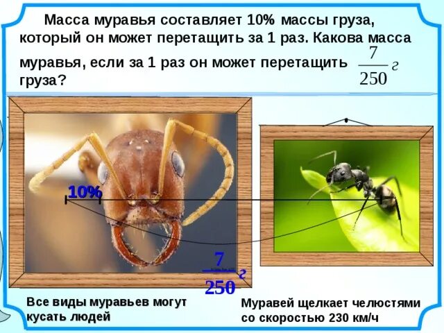 Скорость муравья м мин. Вес муравья. Вес одного муравья. DTC jlyjuj VEHFDMZ. Вес муравья в г.