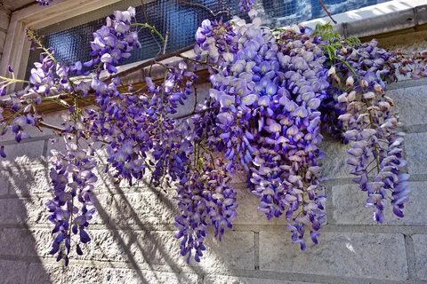 Глициния клубневая